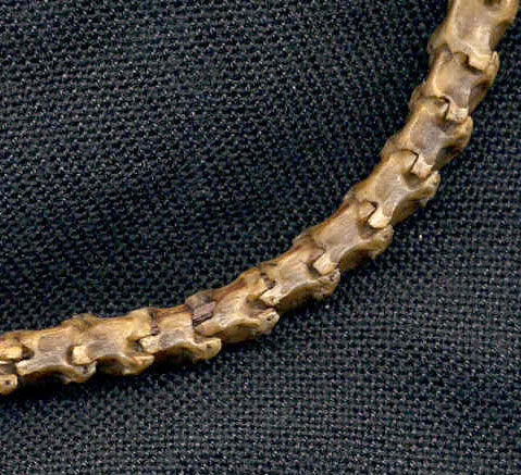 Katie Singer's Jewelry - African snake spine necklace detail